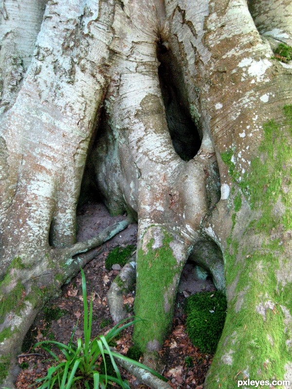 Beech Roots